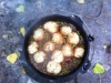 Dutch Oven