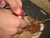 Bushcraft