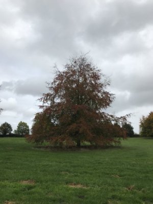 IMG_1242